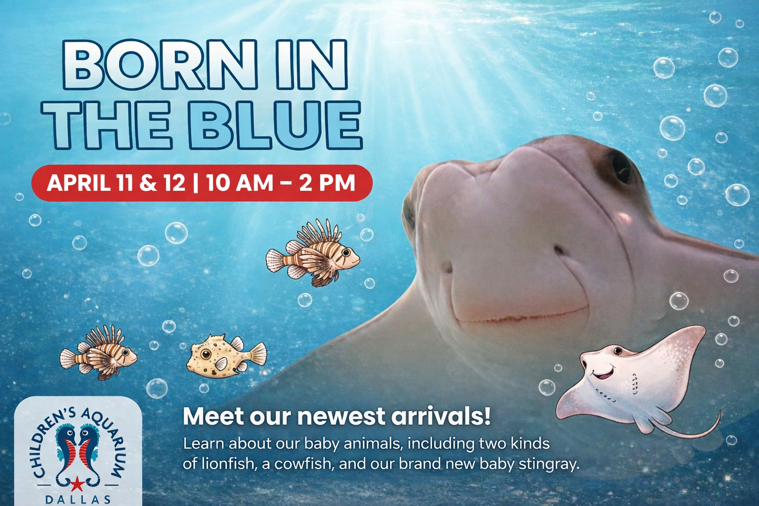 More Info for Born in the Blue