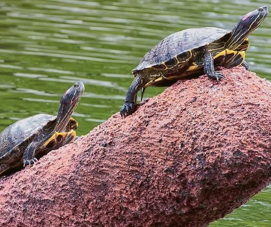 More Info for Texas Turtle Day at Fair Park