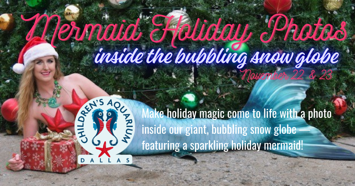More Info for Mermaid Holiday Photos