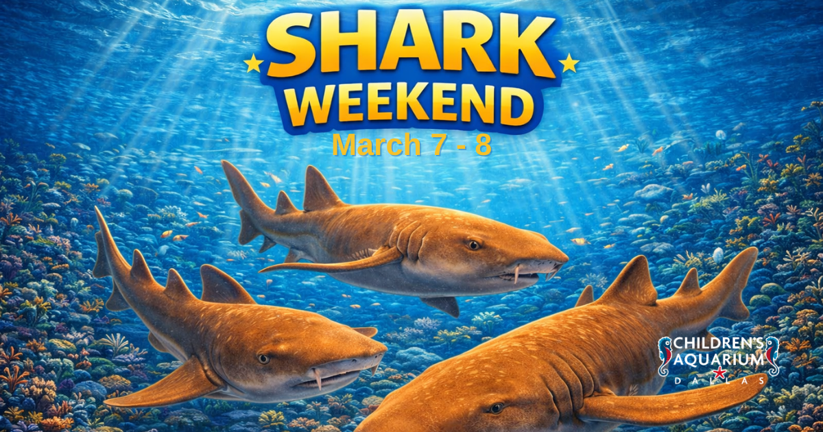 More Info for Shark Weekend 