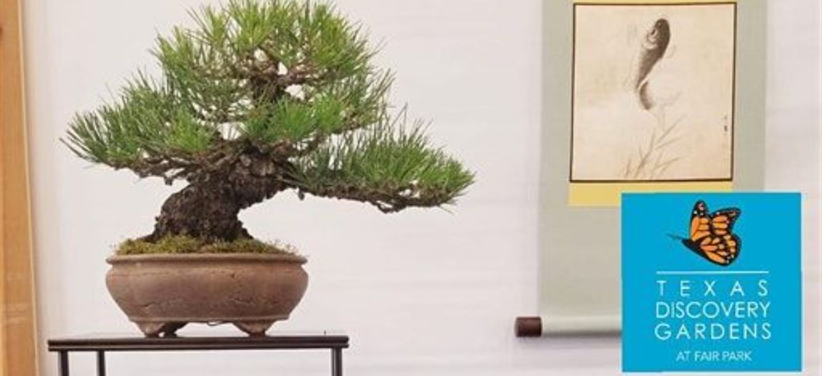 Bonsai Society of Dallas 2020 Exhibition and Show Fair Park